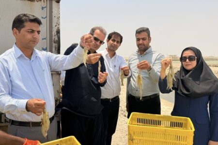 پیش‌بینی تولید ۴۴۰۰ تن میگوی پرورشی در سیستان و بلوچستان