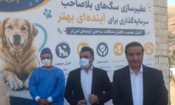 ۸۰۵ سگ در سنندج زنده گیری شد؛ لزوم آموزش شهروندان در مواجهه با سگ‌ها