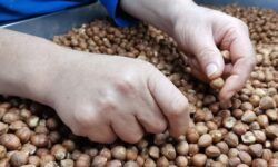 تجارت ۲.۷میلیارد دلاری فندق در ۲۰۲۵؛ رقابت تازه در بازارجهانی، ایران در انتظار جهش صادراتی