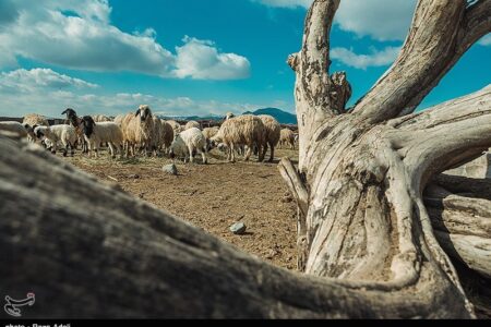 تداوم تولید گوشت و شیر در روستا و عشایر، در معرض یک پرسش جدی
