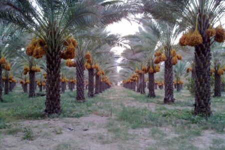 خرمای زاهدی طلحه دشتستان ثبت جهانی شد