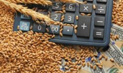 خرید گندم توسط دلالان تا ۶۰ هزار تومان در مناطق مرزی