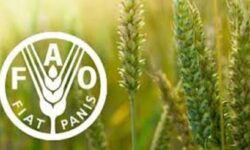 شاخص قیمت جهانی مواد غذایی در مسیر صعود؛ شکر پیشتاز گرانی