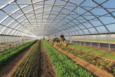 صدور ۳۶۱ مجوز گلخانه‌ای در لرستان