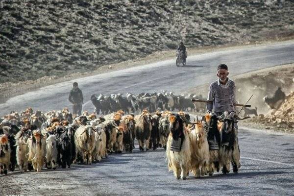 «عشایر در برزخ کوچ و یکجانشینی»؛ فرهنگی که نه زنده مانده نه فراموش شده