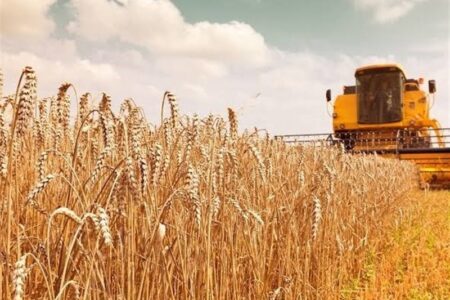 مطالبات گندمکاران تا پایان مهرماه تسویه می‌شود