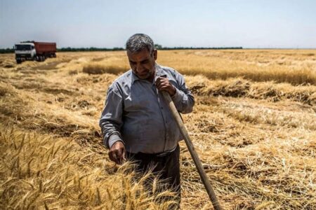 نقدی بر روند پرداخت مطالبات گندم‌کاران در 6 ماهه امسال