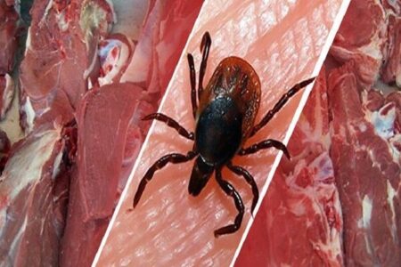 هیچ مورد ابتلا به تب کنگو در اصفهان گزارش نشد؛ آخرین وضعیت شیوع کرونا