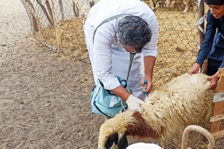 واکسیناسیون بیش از ۳۴۰۰ رأس دام در مناطق روستایی و عشایری مهرستان