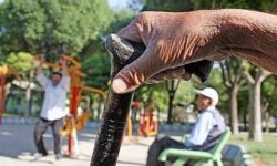 شایع‌ترین اختلالات روان در سالمندان را بشناسیم